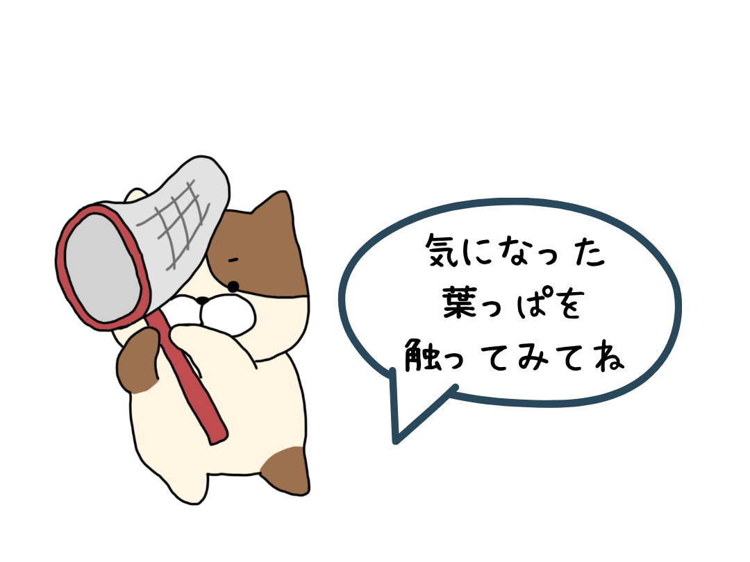 あみねこ